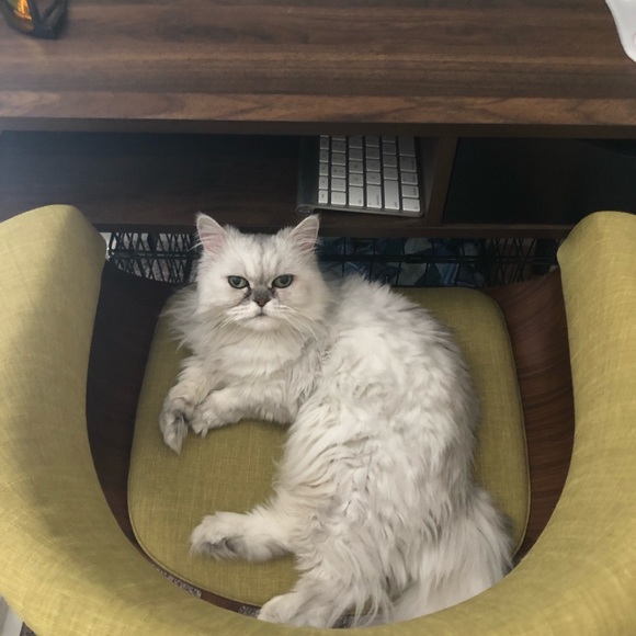 Meet your Posher, Elizabeth - Picture 6 of 16